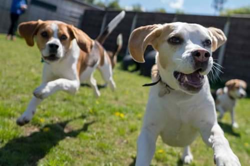 Pet Insurance